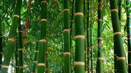The Top 10 Bamboo Eco-Friendly Products You Need In Your Life - A  Beautifully Fit Soul